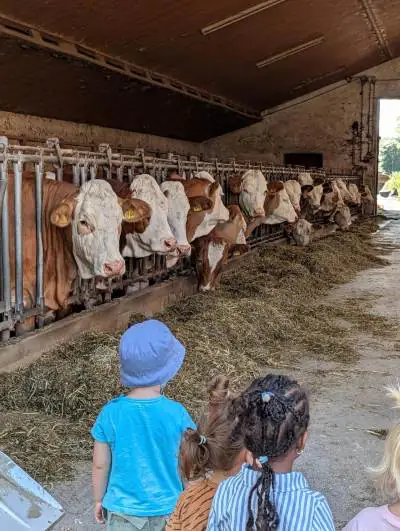 Kühe, Kälbchen und jede Menge Abenteuer auf dem Bauernhof